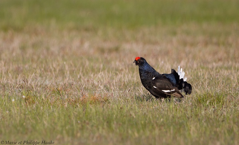 Tetras lyre 8001_wm.jpg - Tétras lyre, Black Grouse,Lyrurus tetrix (Suède, mai 2011)